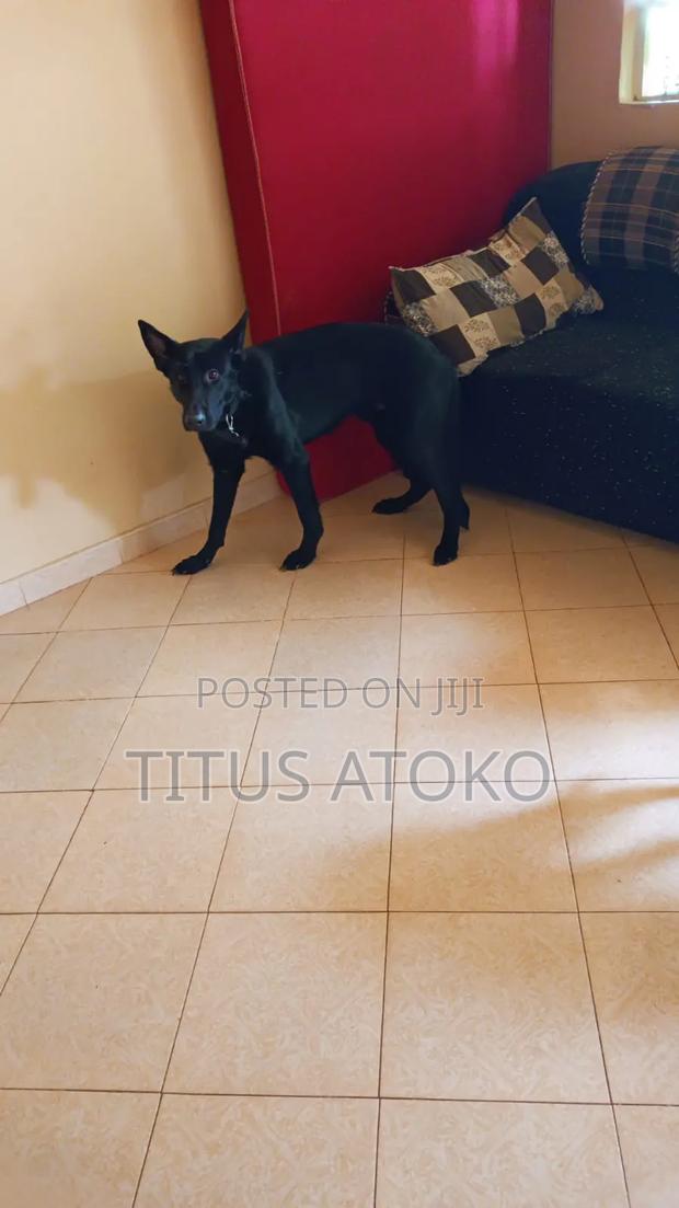 6-12 months Male Purebred German Shepherd