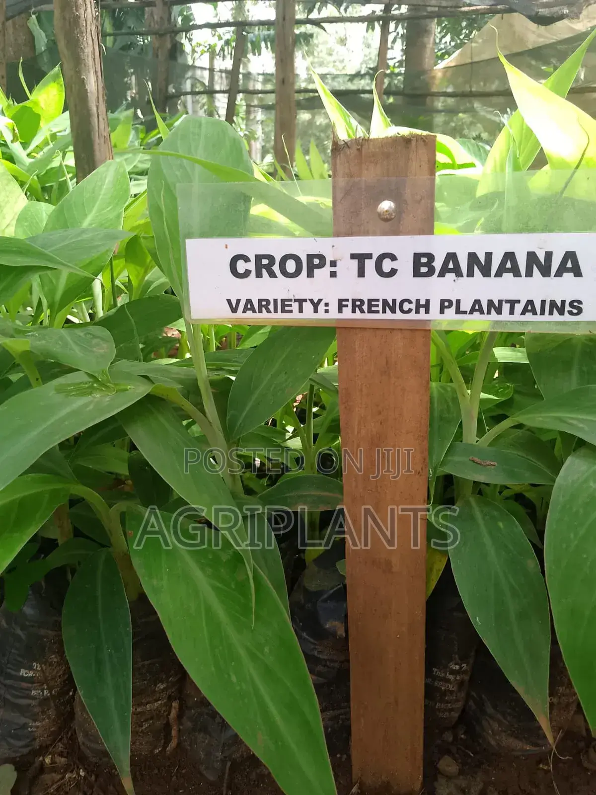 French Plantain Banana Seedlings