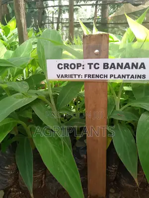 French Plantain Banana Seedlings