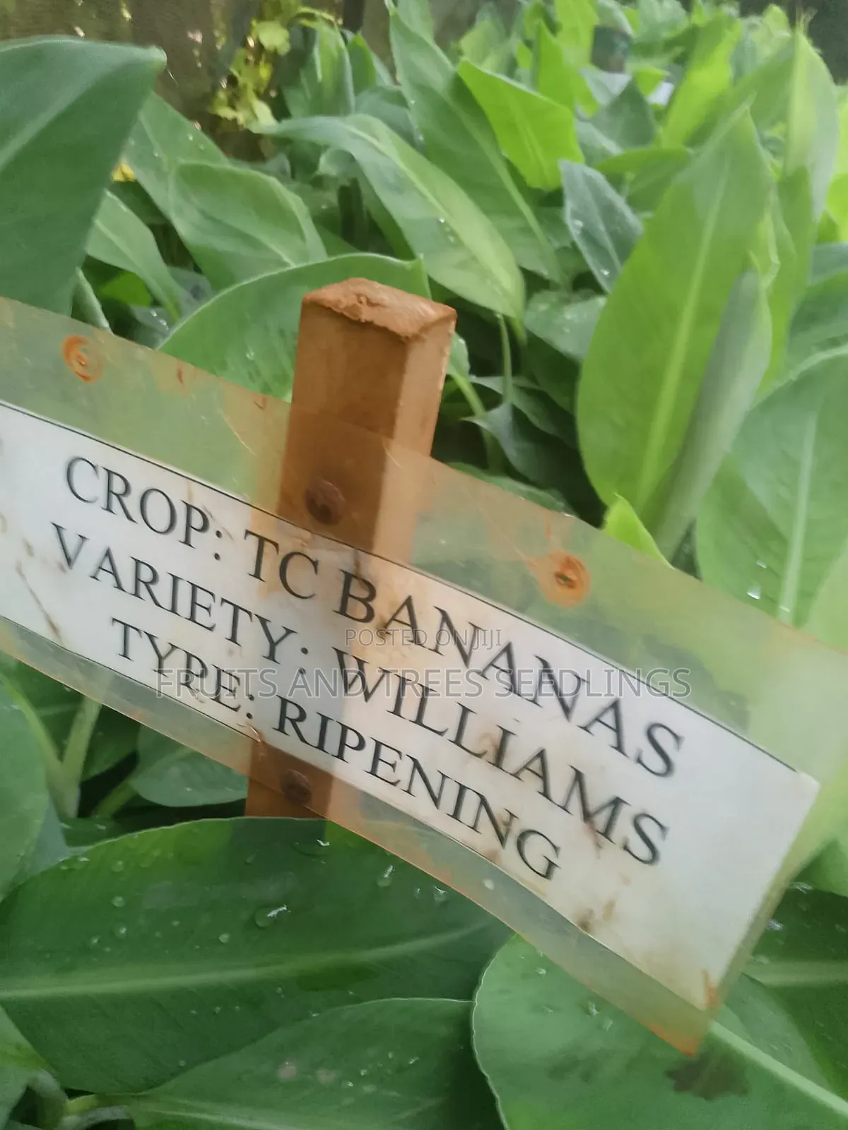 Williams (Tissue Culture ) , Sweet Banana Seedlings