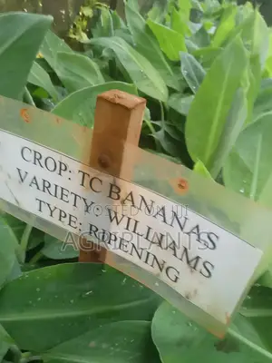 Williams Banana Seedlings (Tissue Culture Generated Seedlings)