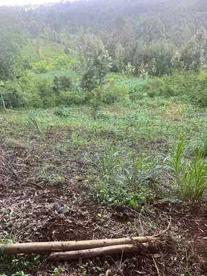 2 Acre Fertile Agricultural Land for Sale in Ndunyu Mahiga Nyeri