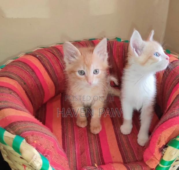 1-3 months Male Mixed Breed Tabby
