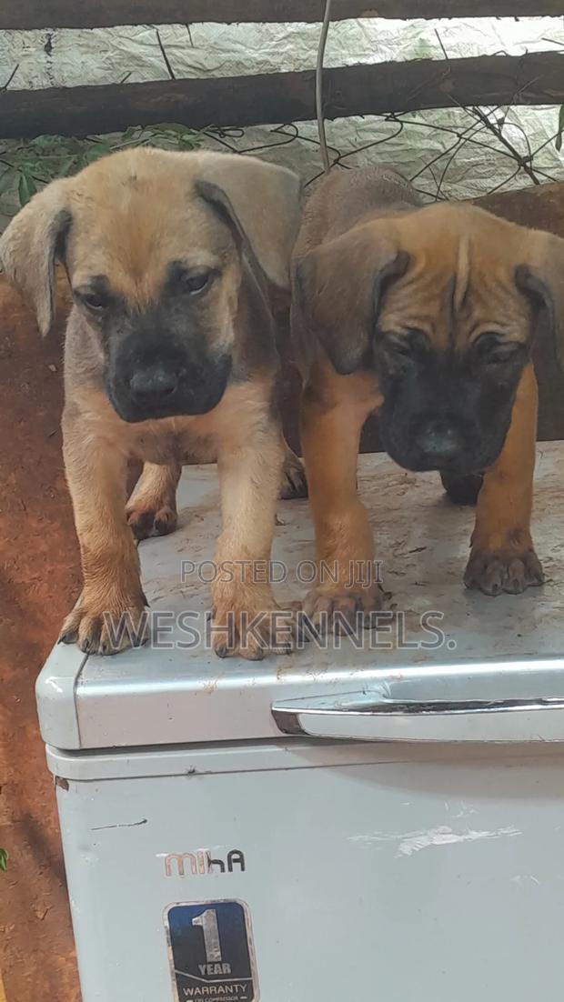 1-3 months Male Purebred Boerboel