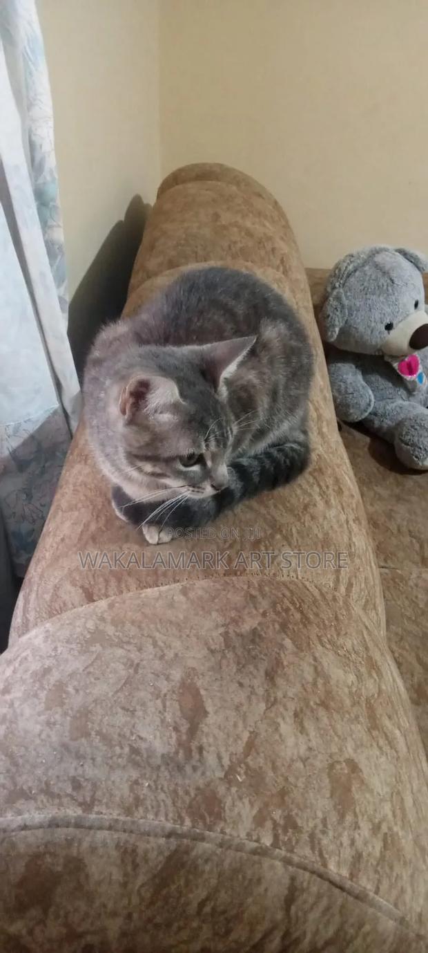 6-12 months Female Mixed Breed Cat - thumbnail 2