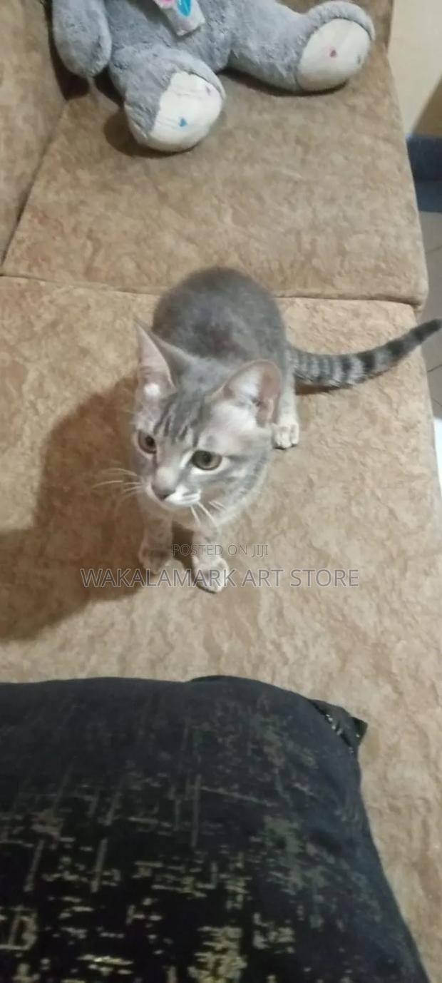 6-12 months Female Mixed Breed Cat - thumbnail 3