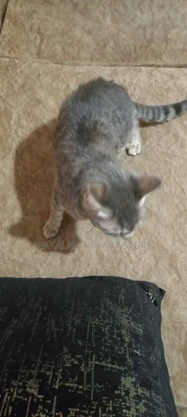 6-12 months Female Mixed Breed Cat - thumbnail 5