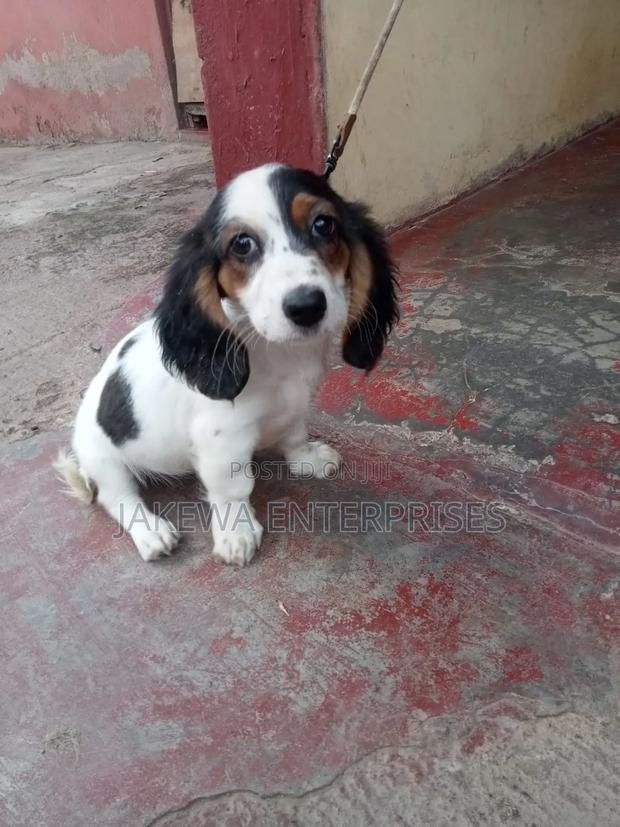 1-3 months Female Purebred Dachshund