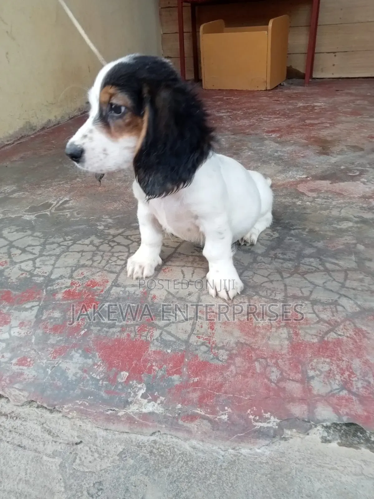 1-3 months Female Purebred Dachshund