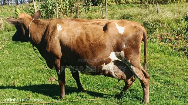 Heavily Incalf Jersey
