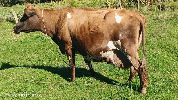 Heavily Incalf Jersey - thumbnail 2