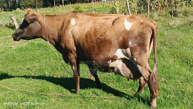 Heavily Incalf Jersey - thumbnail 3