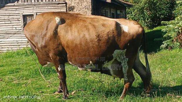 Heavily Incalf Jersey - thumbnail 4