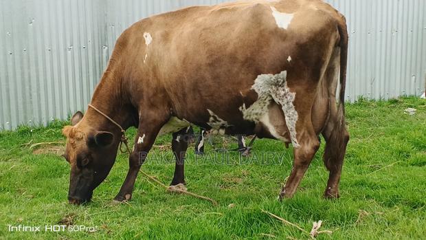 Heavily Incalf Jersey - thumbnail 5