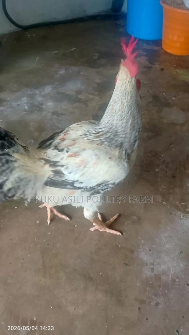 Kienyeji Cock - main view