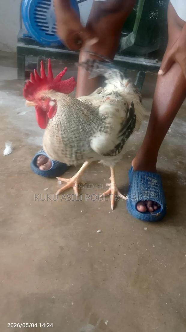 Kienyeji Cock - thumbnail 2
