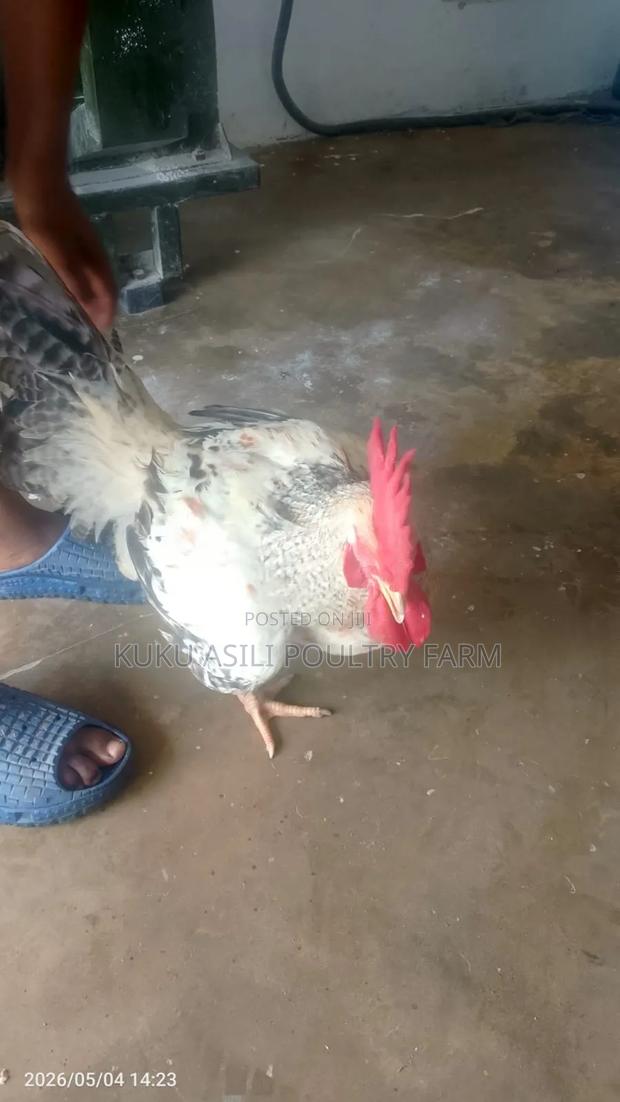 Kienyeji Cock - thumbnail 3
