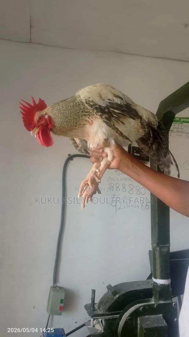 Kienyeji Cock - thumbnail 4