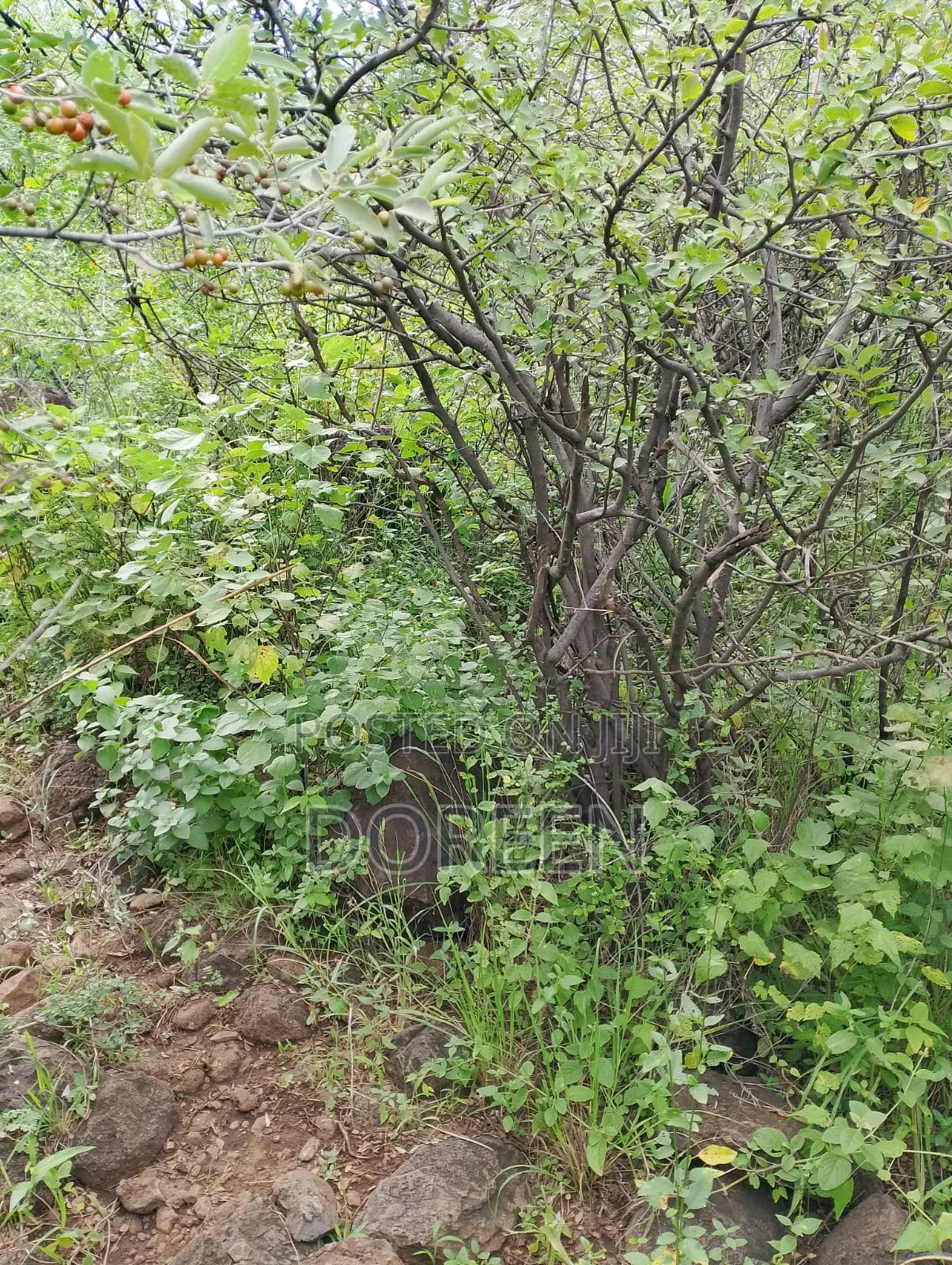 Land for Hotel Construction