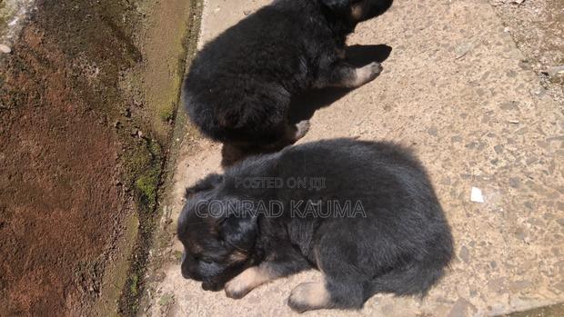 1-3 months Male Mixed Breed German Shepherd