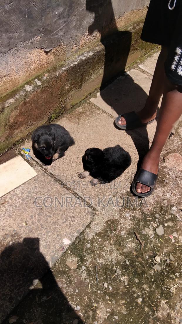 1-3 months Male Mixed Breed German Shepherd - thumbnail 2