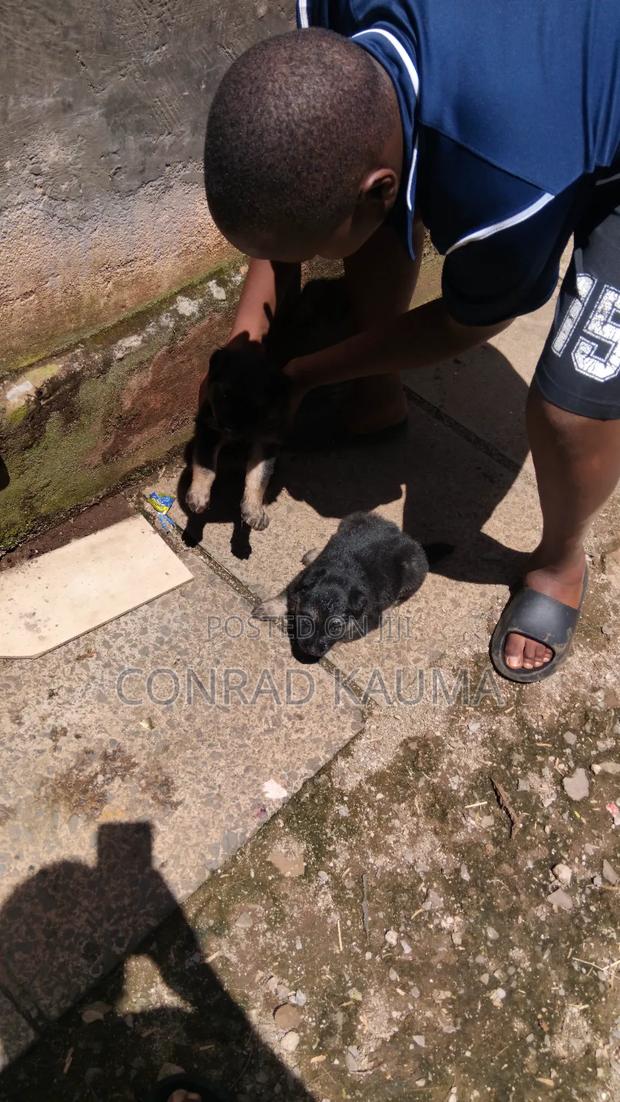 1-3 months Male Mixed Breed German Shepherd - thumbnail 3