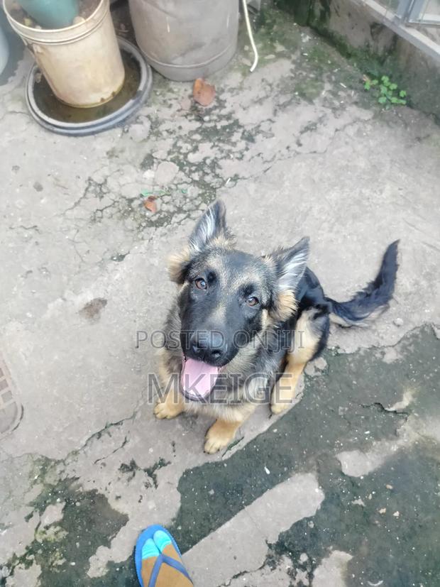 6-12 months Male Purebred German Shepherd