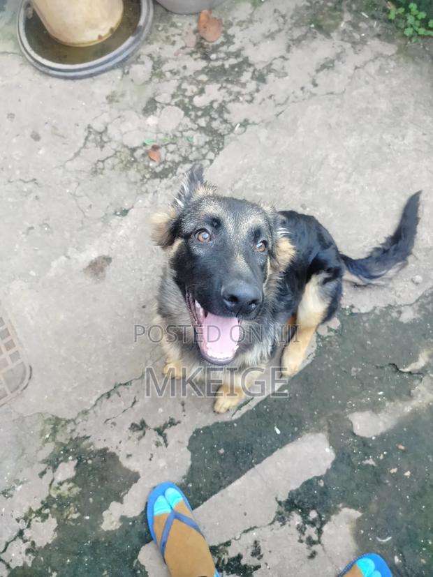 6-12 months Male Purebred German Shepherd - thumbnail 2
