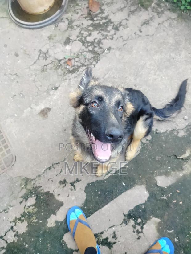 6-12 months Male Purebred German Shepherd - thumbnail 3