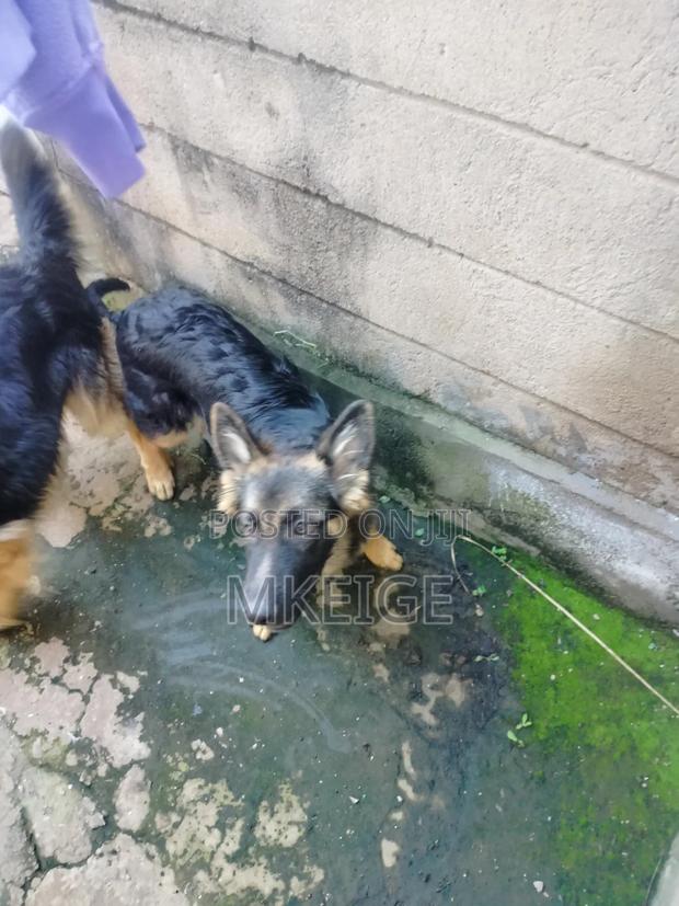 6-12 months Male Purebred German Shepherd - thumbnail 5