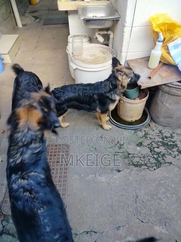 6-12 months Male Purebred German Shepherd - thumbnail 6