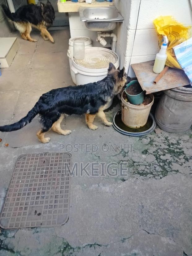 6-12 months Male Purebred German Shepherd - thumbnail 7