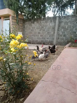 Guineafowls