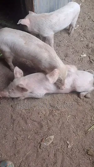 5 Month Old Piglets