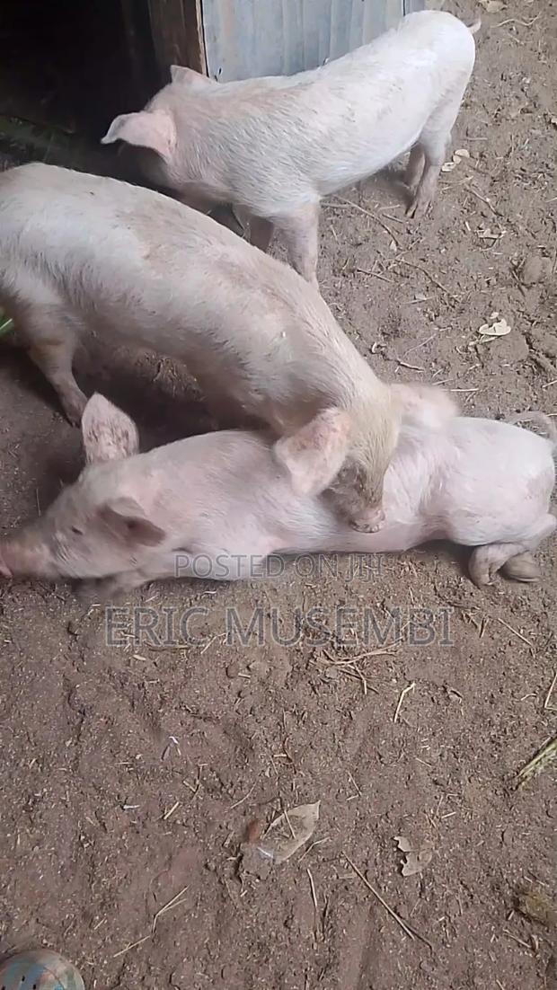 5 Month Old Piglets - thumbnail 2