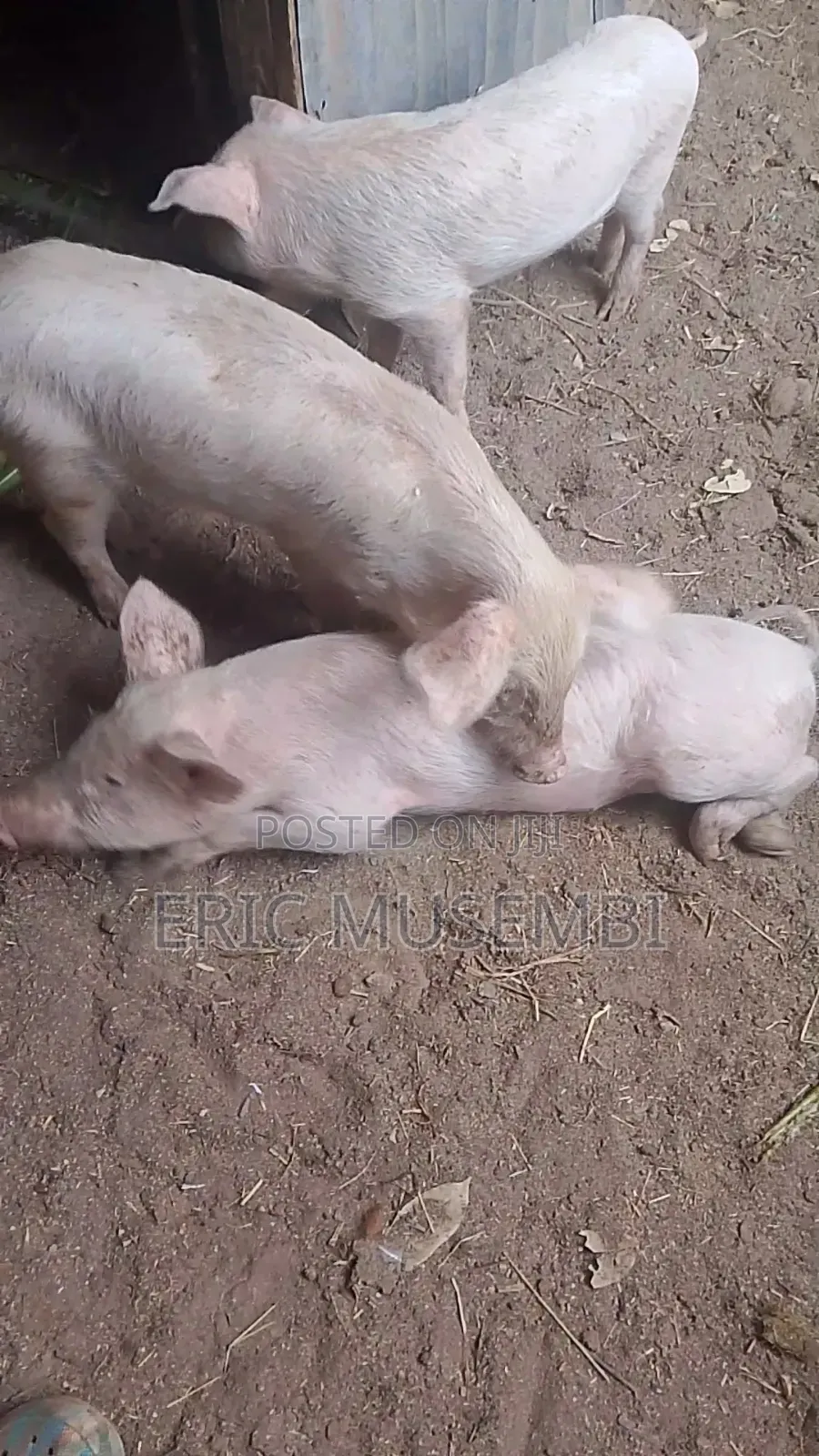 5 Month Old Piglets