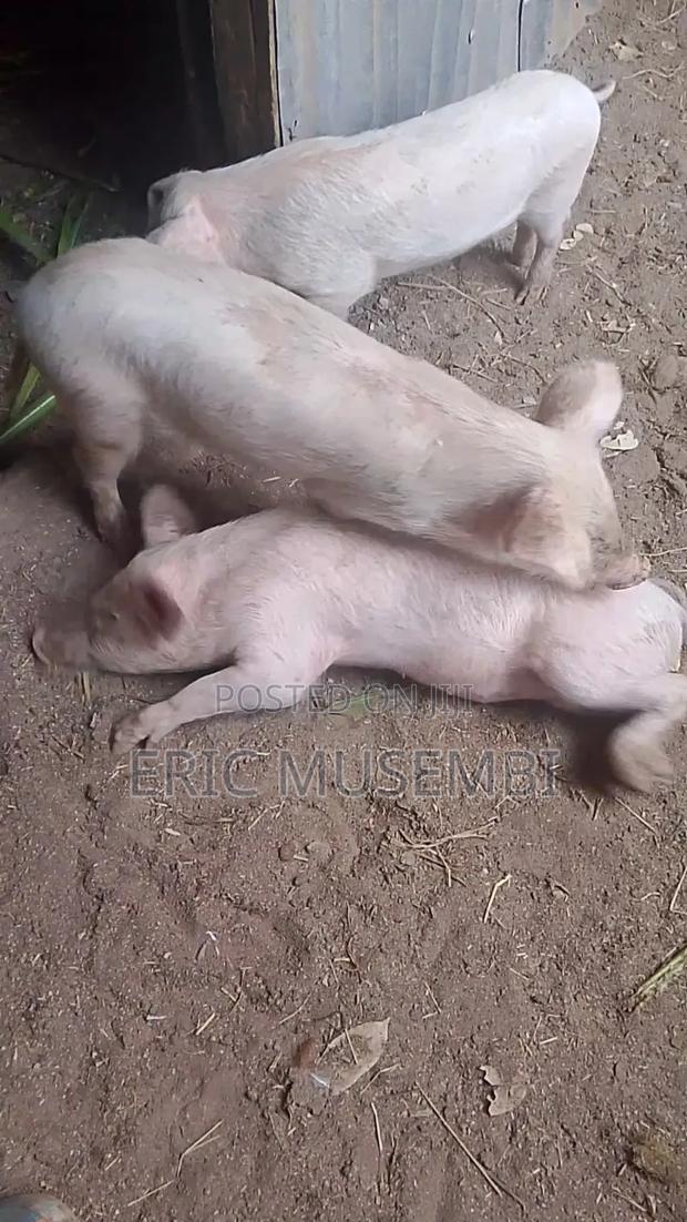 5 Month Old Piglets - thumbnail 4