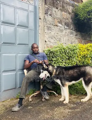 6-12 months Male Purebred Siberian Husky
