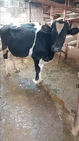 Holstein Friesian Bull
