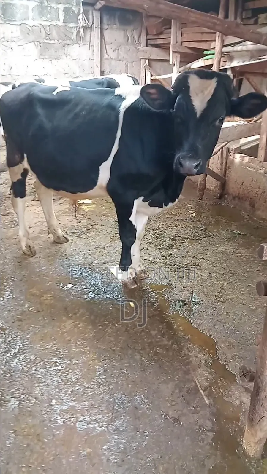 Holstein Friesian Bull