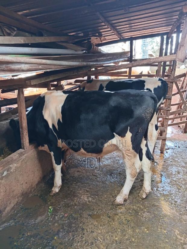 Holstein Friesian Bull - thumbnail 2