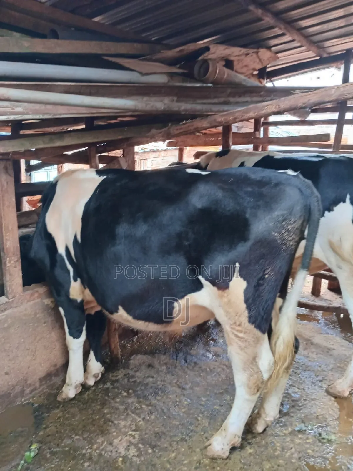 Holstein Friesian Bull