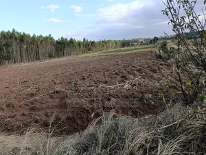25 Acres of Rich Agricultural Land for Sale