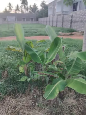 50 × 100 Plot for Sale-Mtwapa Kwa Mwavitswa- Ready Title