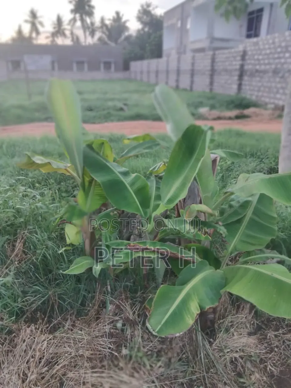50 × 100 Plot for Sale-Mtwapa Kwa Mwavitswa- Ready Title