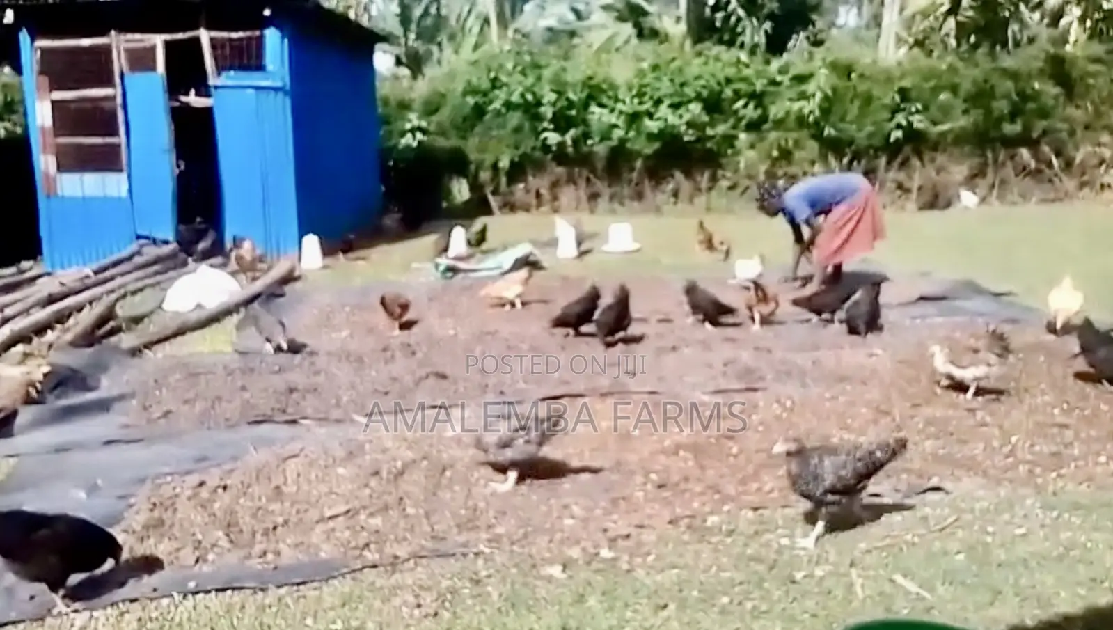 Improved Kienyeji Chickens for Sale – Vihiga Kisumu (Delivery)