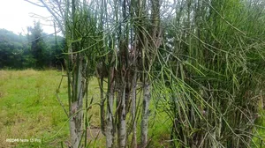 Prime 50x80 Mwihoko Plot for Sale With Title Deed Behind Northlands