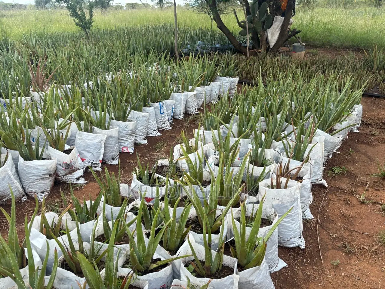 Aloe Vera Plants And Seedlings