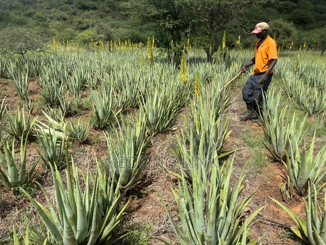 Aloe Vera Plants And Seedlings