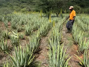 Aloe Vera Plants And Seedlings